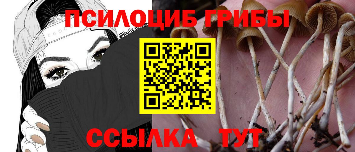 Тайшет  Псилоцибиновые грибы мухоморы  Псилоцибиновые грибы Cubensis  Вход с VPN 